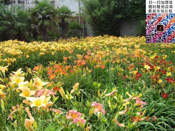 大花萱草價(jià)格 大花萱草價(jià)格