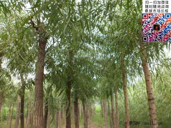 旱柳樹(shù) 旱柳樹(shù)