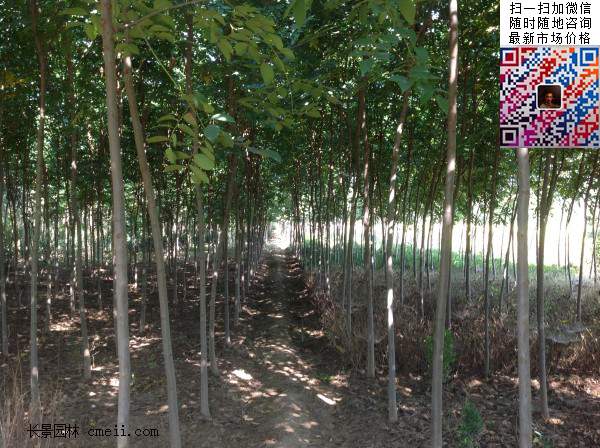 欒樹(shù) 欒樹(shù)