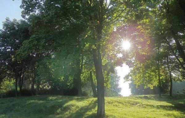 采購綠化苗木 采購綠化苗木