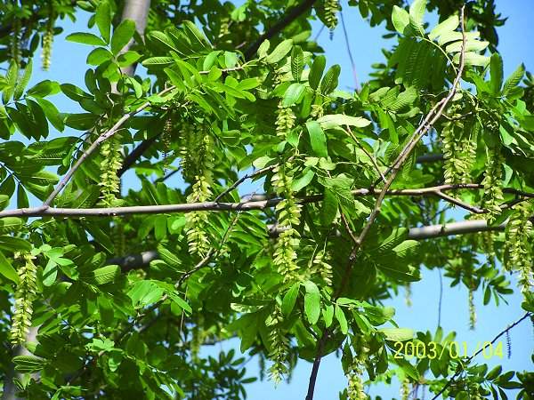 楓楊樹(shù) 楓楊樹(shù)
