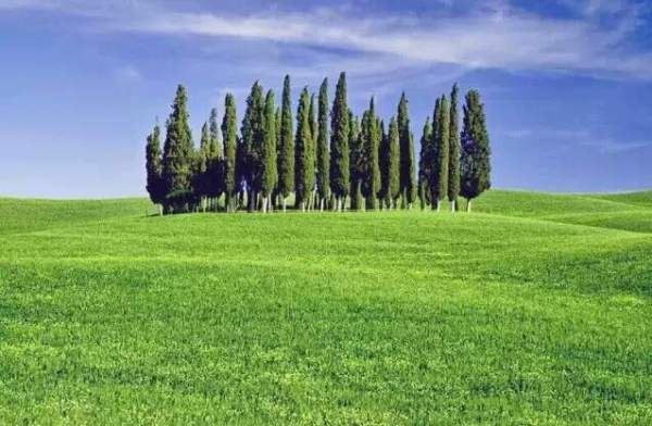 苗木發(fā)展趨勢 苗木發(fā)展趨勢