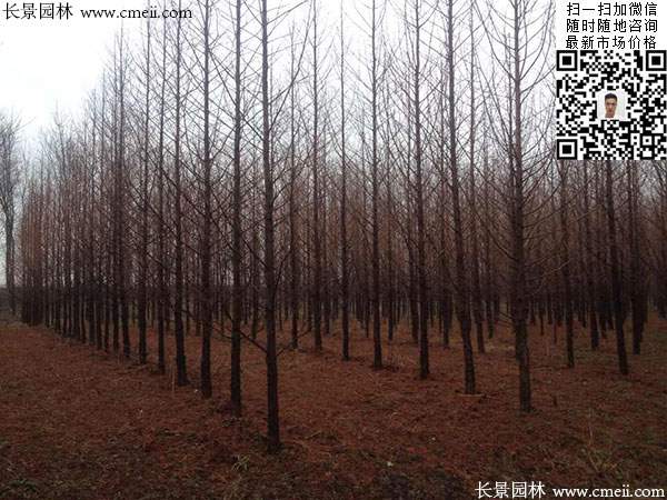 水杉樹(shù) 水杉樹(shù)