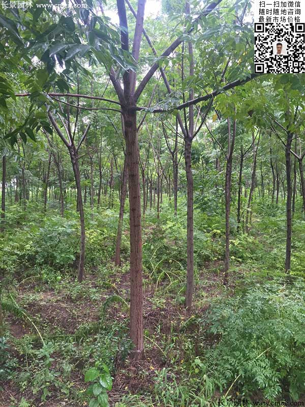 苦楝樹(shù) 苦楝樹(shù)