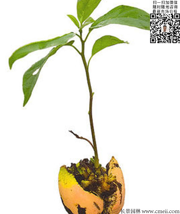 嫁接苗實(shí)生苗 嫁接苗實(shí)生苗