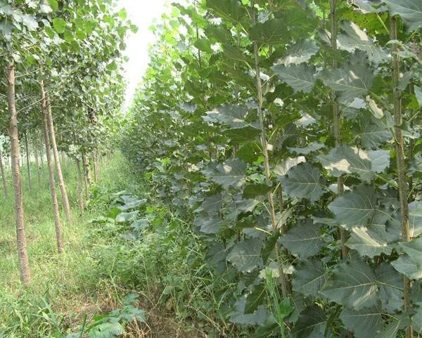 107楊樹(shù)苗的價(jià)格