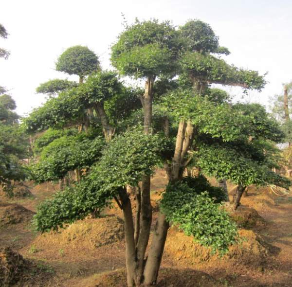 小葉女貞造型樹圖片 小葉女貞造型樹圖片