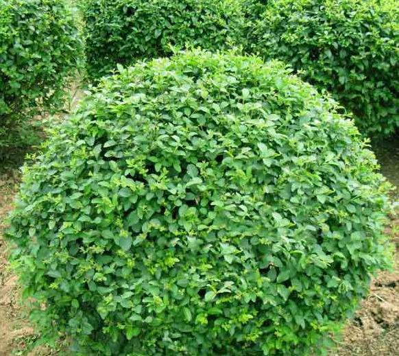 小葉女貞毛球 小葉女貞毛球