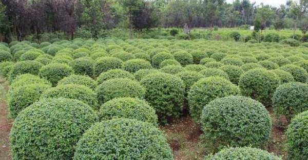 小葉女貞毛球 小葉女貞毛球