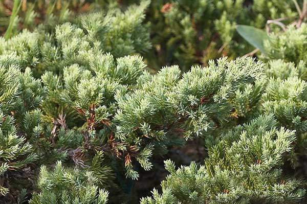 沙地柏和鋪地柏的區(qū)別？