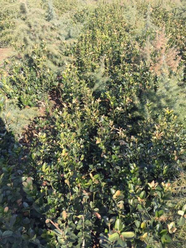 蕭山大葉黃楊價(jià)格 蕭山大葉黃楊價(jià)格