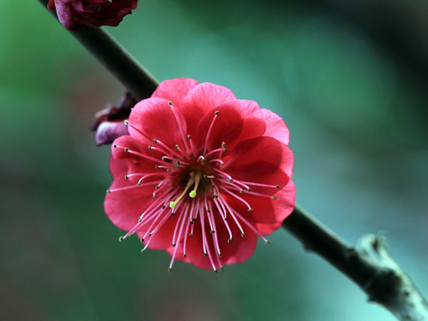 紅梅花一般什么時(shí)候開(kāi)花?