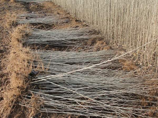 綠化苗木起苗出圃都有哪些注意事項(xiàng)？