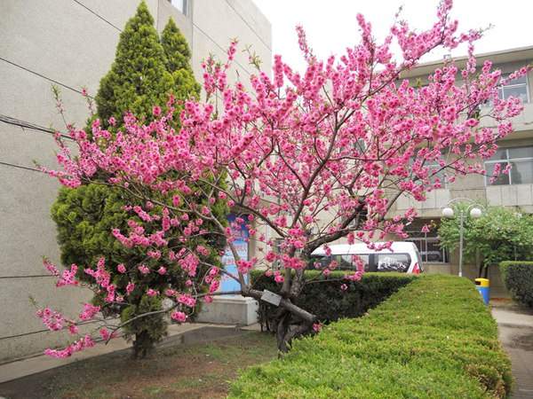 紅葉碧桃在園林綠化中都有哪些用途？