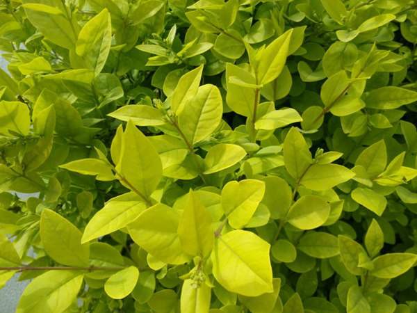 金葉女貞如何進(jìn)行繁殖育苗？