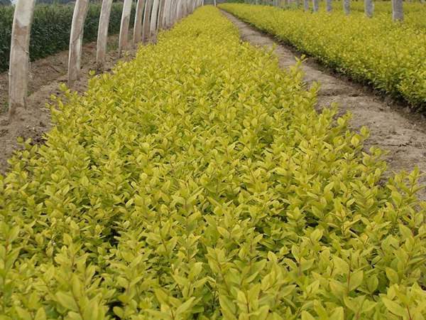 金葉女貞如何進(jìn)行繁殖育苗？