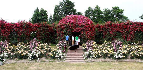 藤本月季 藤本月季