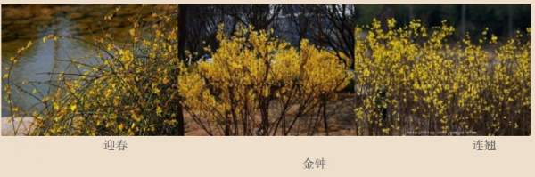 迎春花、金鐘和連翹如何區(qū)分？