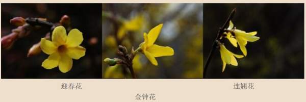 迎春花、金鐘和連翹如何區(qū)分？