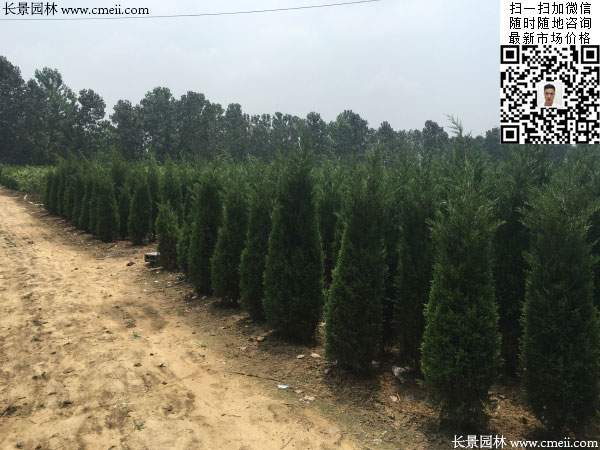 檜柏圖片基地實(shí)拍 檜柏圖片基地實(shí)拍