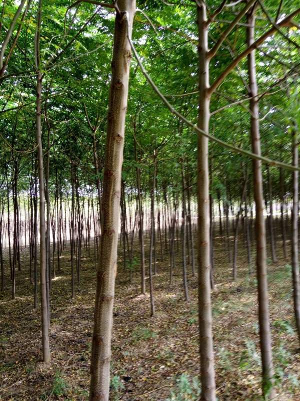 11公分12公分13公分苦楝樹(shù)圖片