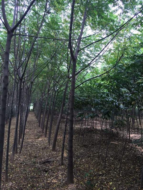 11公分12公分13公分苦楝樹(shù)圖片