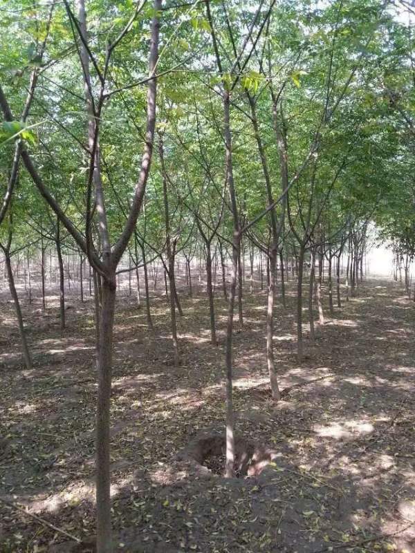 供應胸徑6公分7公分8公分苦楝樹 供應胸徑6公分7公分8公分苦楝樹