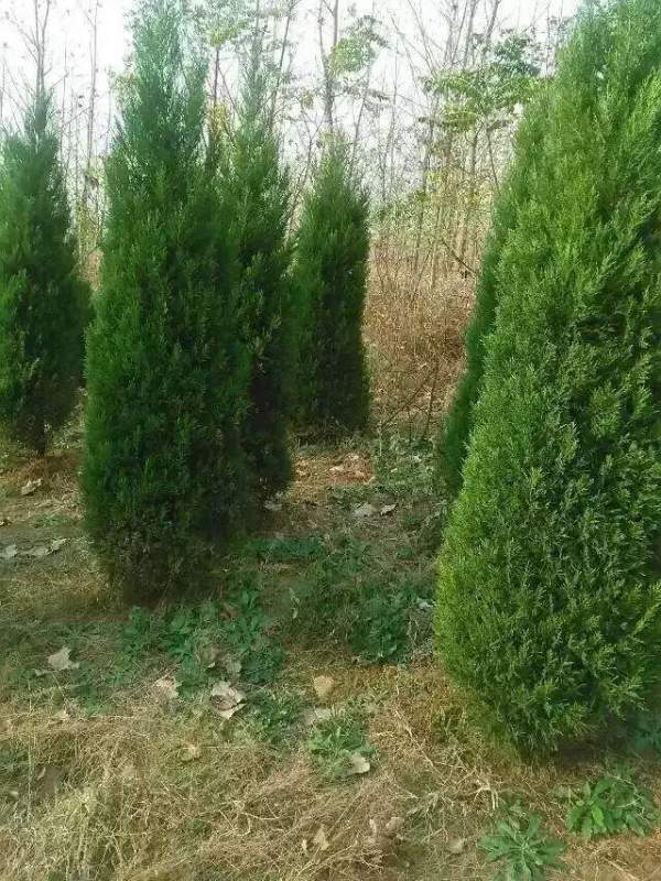 高度2.7米2.8米3米蜀檜價格優(yōu)惠 高度2.7米2.8米3米蜀檜價格優(yōu)惠