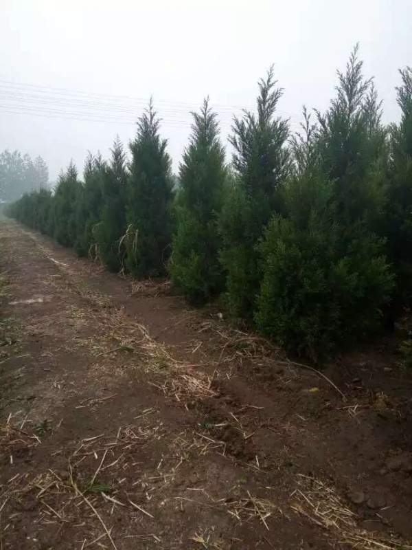 高度3米3.5米大蜀檜裝車_現(xiàn)場(chǎng)圖片 高度3米3.5米大蜀檜裝車_現(xiàn)場(chǎng)圖片