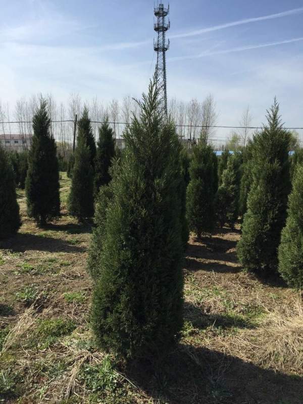 高度3米3.5米大蜀檜裝車_現(xiàn)場(chǎng)圖片 高度3米3.5米大蜀檜裝車_現(xiàn)場(chǎng)圖片