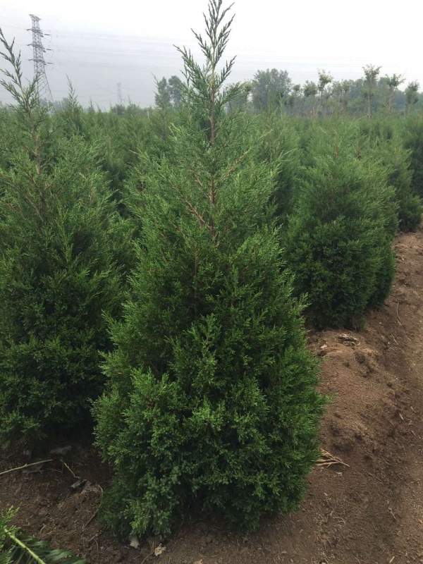 高度1.5米1.6米1.7米蜀檜供應 高度1.5米1.6米1.7米蜀檜供應