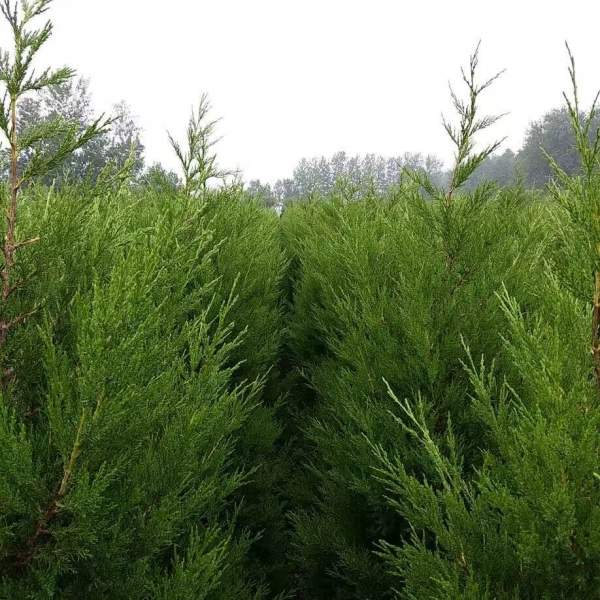 高度1.5米1.6米1.7米蜀檜供應 高度1.5米1.6米1.7米蜀檜供應