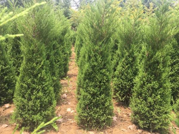 高度1.5米1.6米1.7米蜀檜供應 高度1.5米1.6米1.7米蜀檜供應