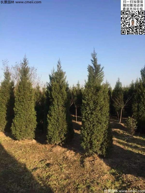 高度3米3.5米大蜀檜挖苗現(xiàn)場大量供應(yīng)中 高度3米3.5米大蜀檜挖苗現(xiàn)場大量供應(yīng)中