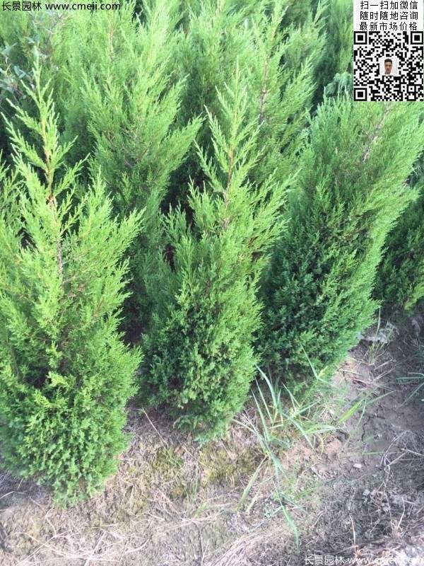 高度60公分70公分80公分蜀檜大量供應(yīng) 高度60公分70公分80公分蜀檜大量供應(yīng)