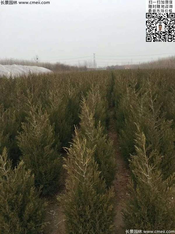 高度60公分70公分80公分蜀檜大量供應(yīng) 高度60公分70公分80公分蜀檜大量供應(yīng)