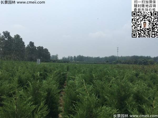 高度60公分70公分80公分蜀檜大量供應(yīng) 高度60公分70公分80公分蜀檜大量供應(yīng)