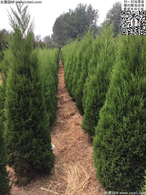 高度2.2米2.3米蜀檜大量供應(yīng)公路綠化植物 高度2.2米2.3米蜀檜大量供應(yīng)公路綠化植物