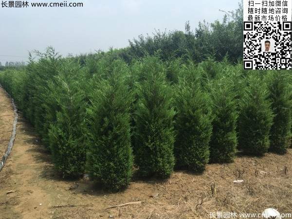 高度2.2米2.3米蜀檜大量供應(yīng)公路綠化植物 高度2.2米2.3米蜀檜大量供應(yīng)公路綠化植物