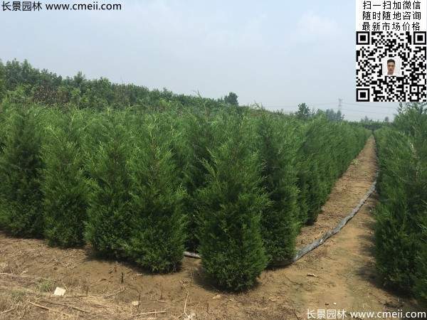 高度1米1.2米蜀檜精品苗優(yōu)惠價格出售 高度1米1.2米蜀檜精品苗優(yōu)惠價格出售