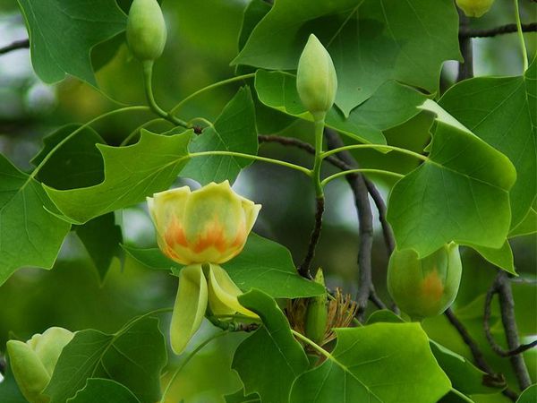 鵝掌楸基地鵝掌楸圖片 鵝掌楸基地鵝掌楸圖片