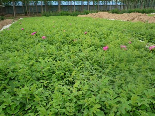 物美價(jià)廉的食用玫瑰在哪買？