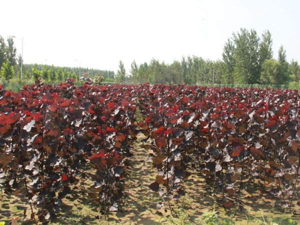 全紅楊基地全紅楊苗木圖片 全紅楊基地全紅楊苗木圖片