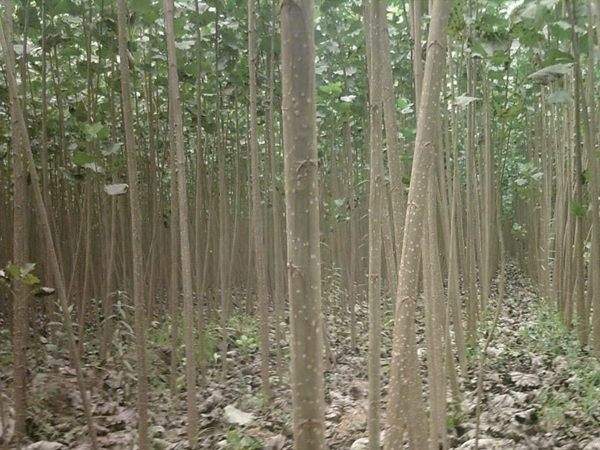 楊樹(shù)苗圖片楊樹(shù)苗基地實(shí)拍 楊樹(shù)苗圖片楊樹(shù)苗基地實(shí)拍