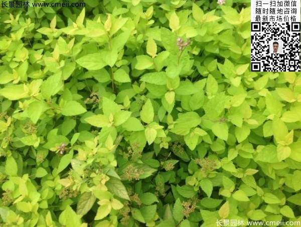 金山繡線(xiàn)菊?qǐng)D片