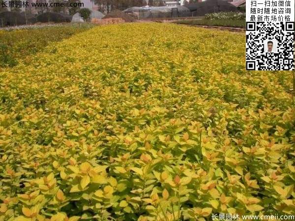 金山繡線(xiàn)菊?qǐng)D片