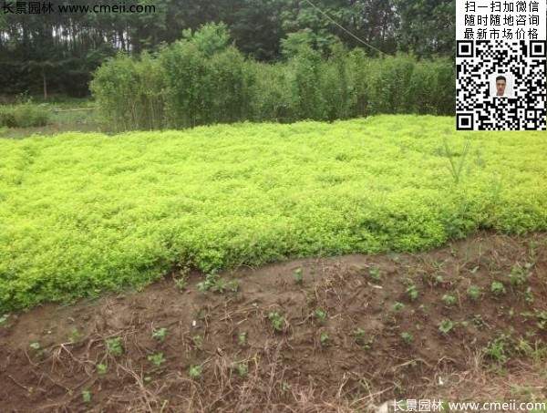 金山繡線(xiàn)菊?qǐng)D片