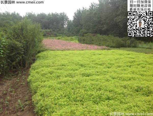 金山繡線(xiàn)菊?qǐng)D片