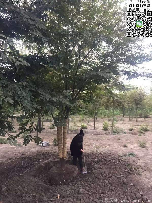 大規(guī)格櫸樹 大規(guī)格櫸樹