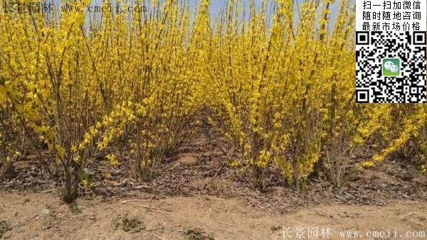 連翹--長(zhǎng)景園林 連翹--長(zhǎng)景園林
